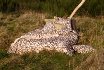 DUVET COVER cotton renforcé | Felidae brown